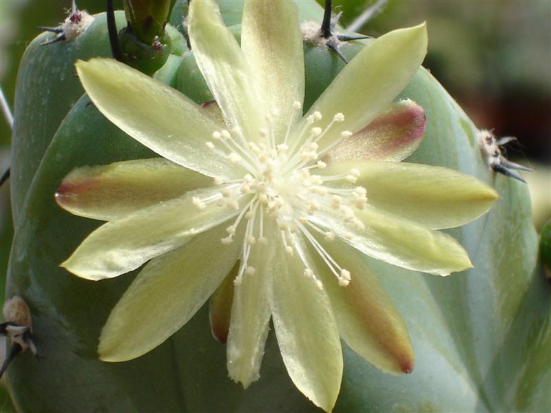 Myrtillocactus geometrizans 