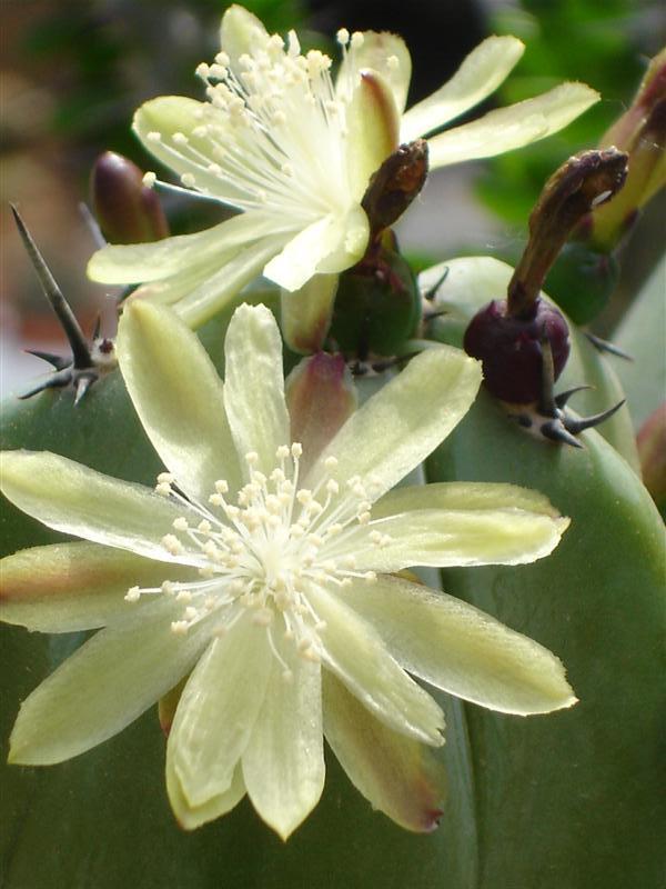 Myrtillocactus geometrizans 