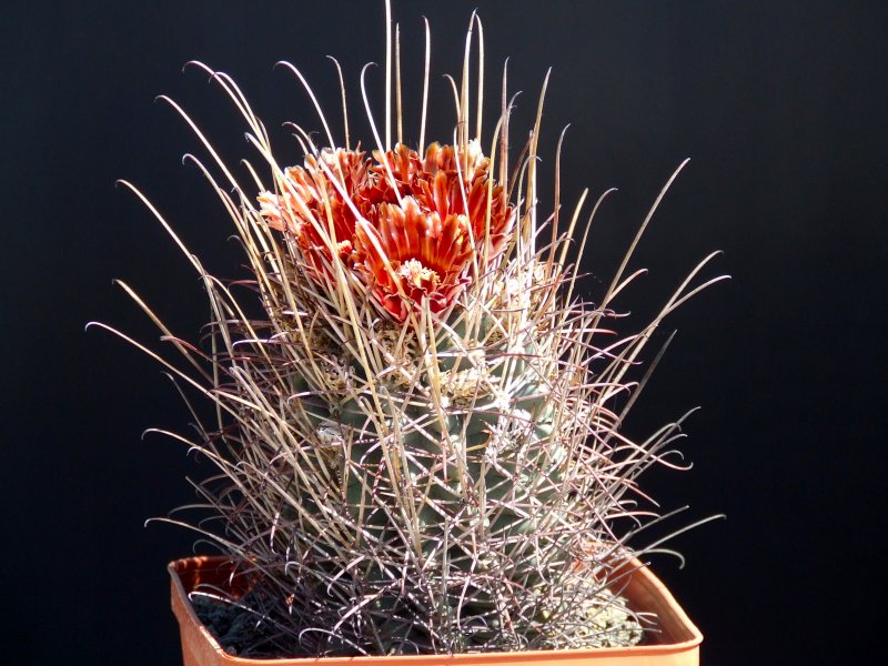 Glandulicactus uncinatus 