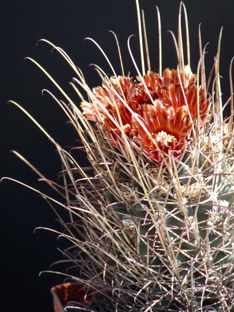 Glandulicactus uncinatus 