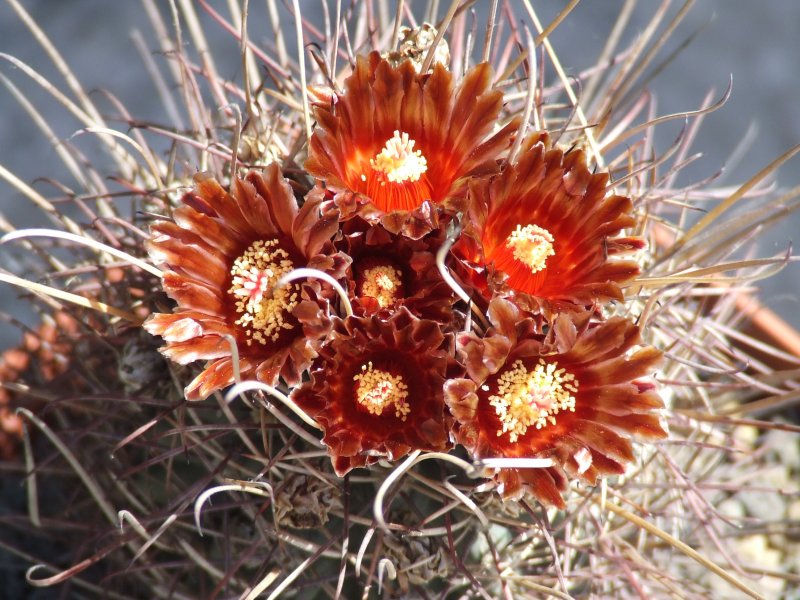 Glandulicactus uncinatus 