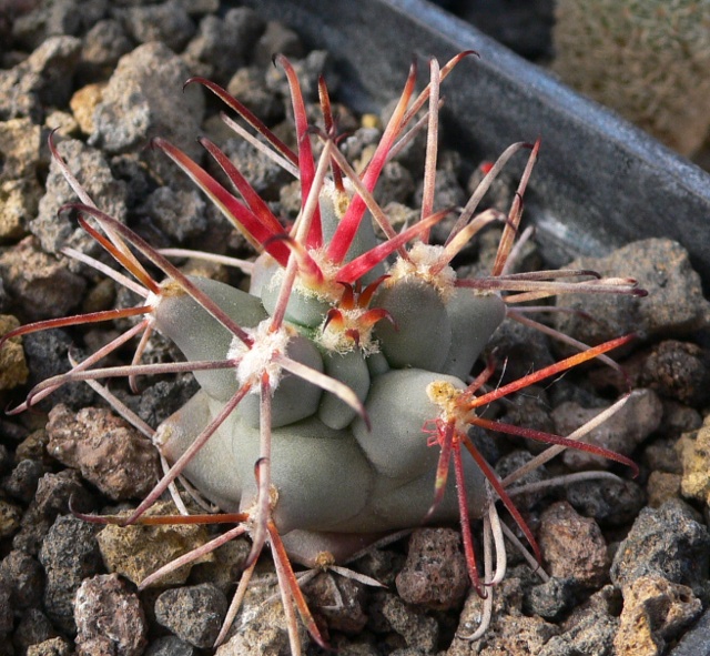 Glandulicactus uncinatus 