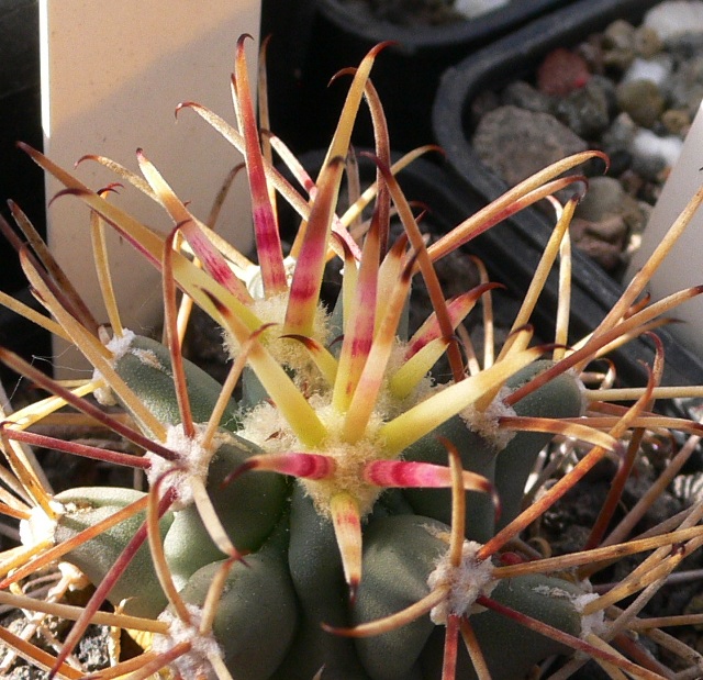 Glandulicactus wrightii 