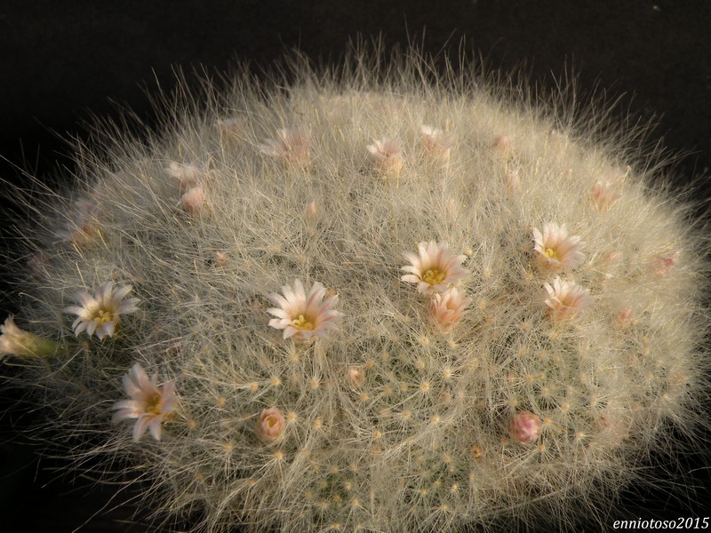 Mammillaria glassii MK 89.324