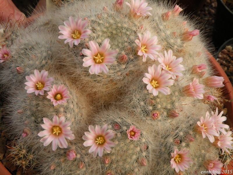 Mammillaria glassii v. nominis-dulcis L 1186A