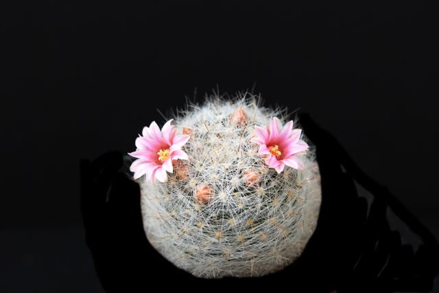 Mammillaria glassii 