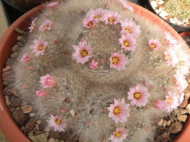 Mammillaria glassii v. nominis-dulcis L1186