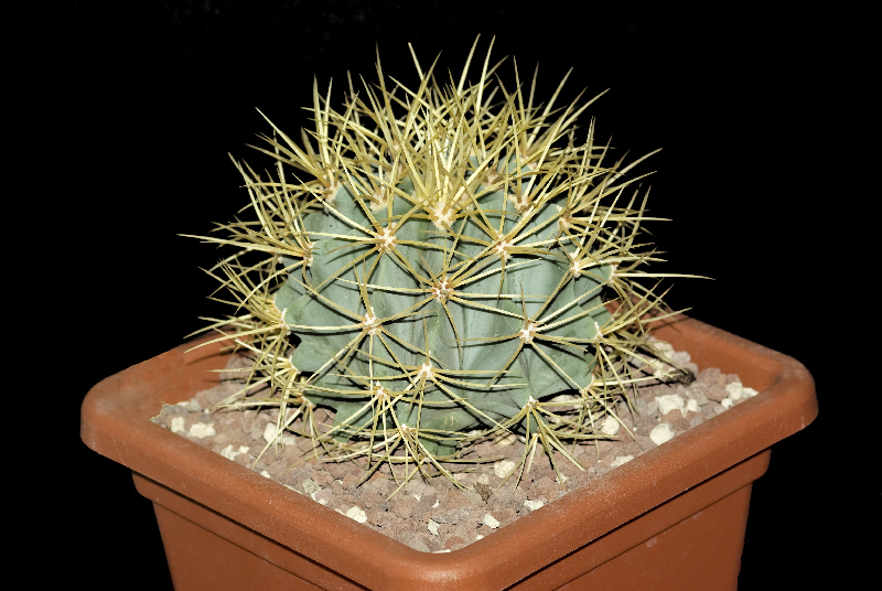 Ferocactus glaucescens 