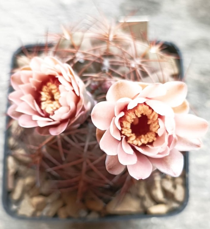Gymnocalycium glaucum 