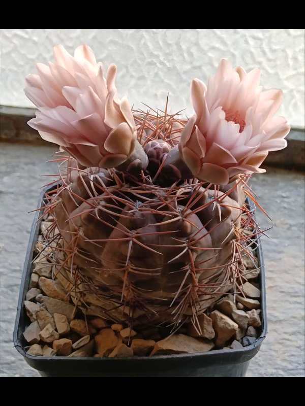 Gymnocalycium glaucum 