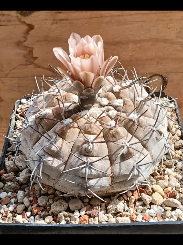 Gymnocalycium glaucum 