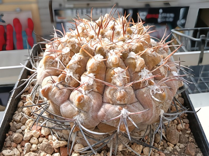 Gymnocalycium glaucum ha 1767/3