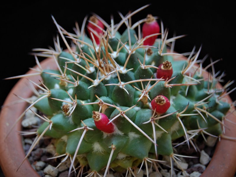 Mammillaria centricirrha v. glauca 