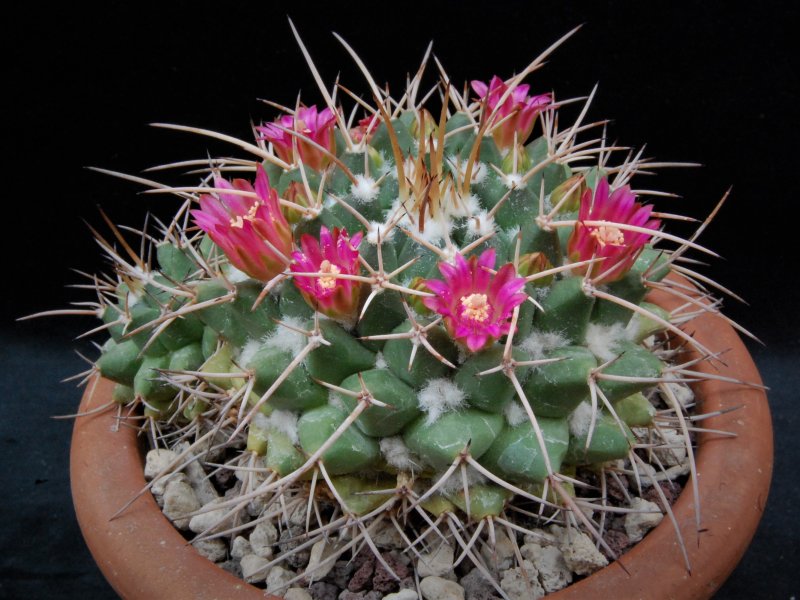 Mammillaria centricirrha v. glauca 