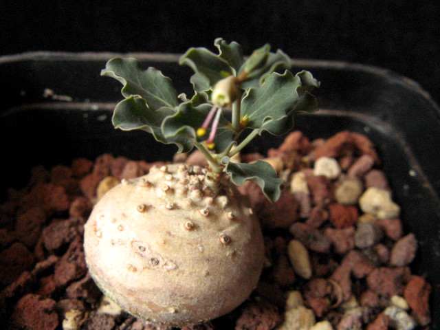 euphorbia globulicaulis