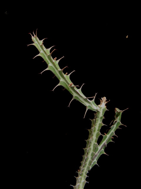 Euphorbia glochidiata 