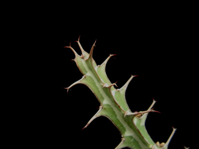 Euphorbia glochidiata 