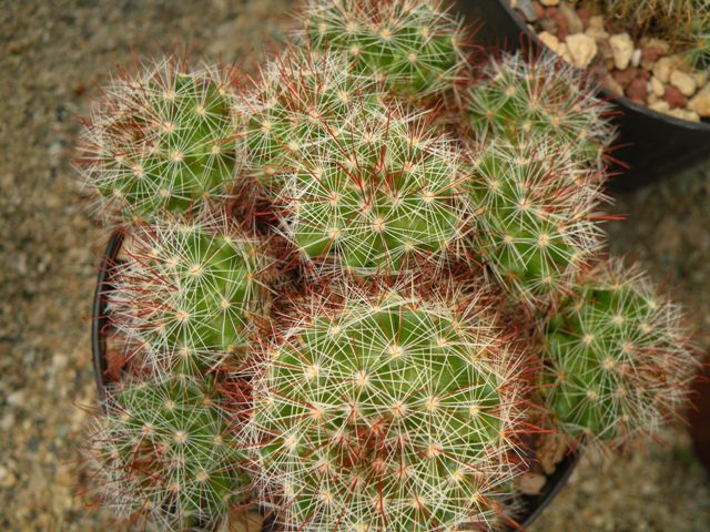 mammillaria glochidiata xiloensis ML45