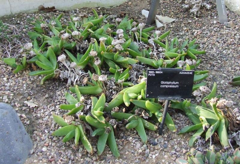 Glottiphyllum compressum 