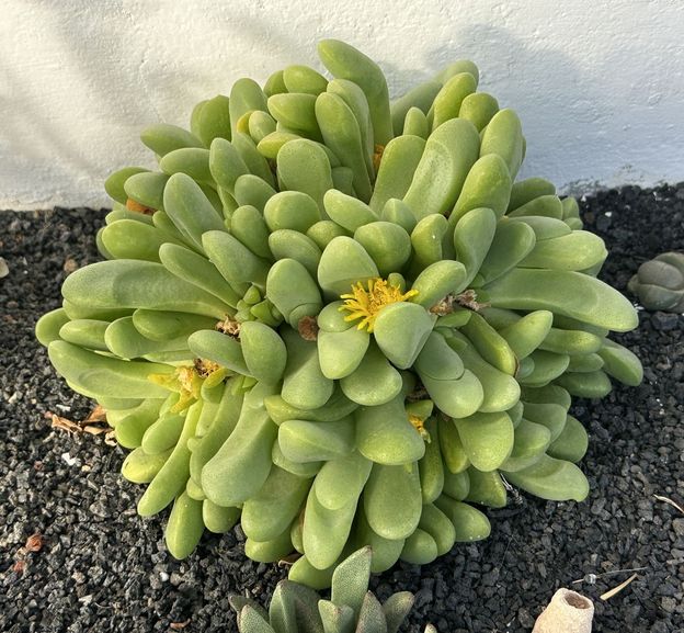 Glottiphyllum oligocarpum 