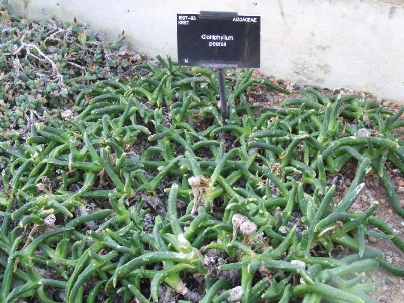 Glottiphyllum peersii 