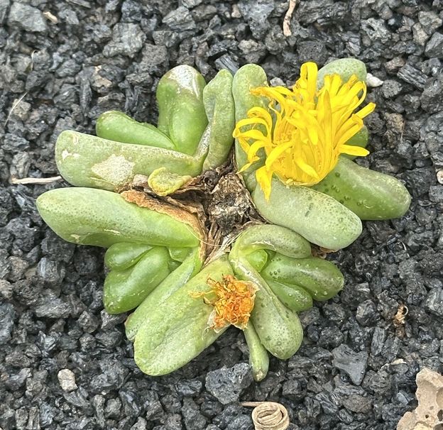 Glottiphyllum pygmaeum 