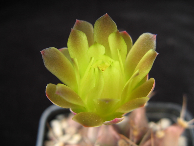 Gymnocalycium mihanovichii 