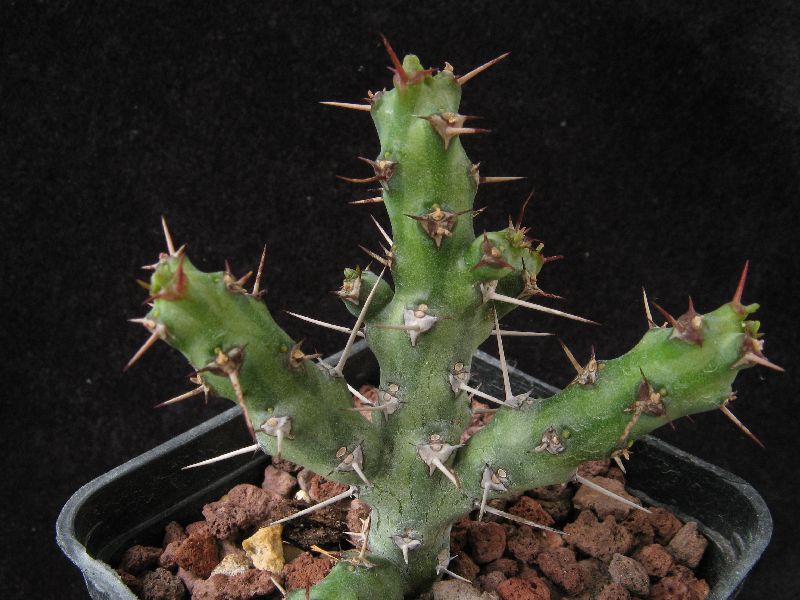 Euphorbia godana 