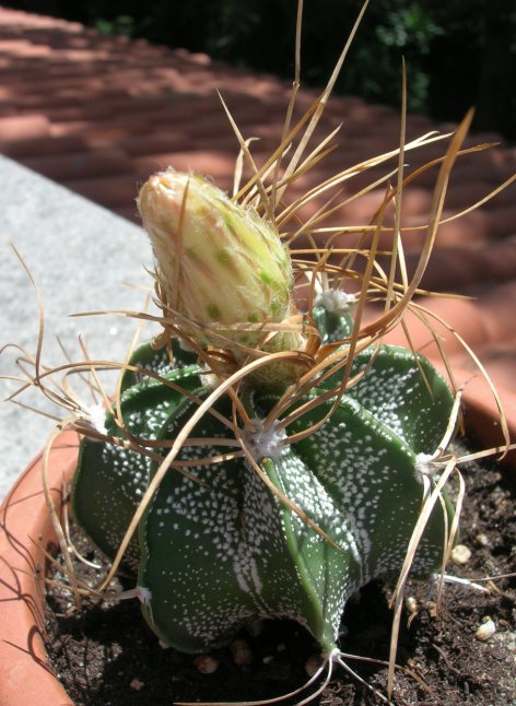 Astrophytum capricorne 