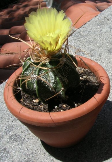 Astrophytum capricorne 