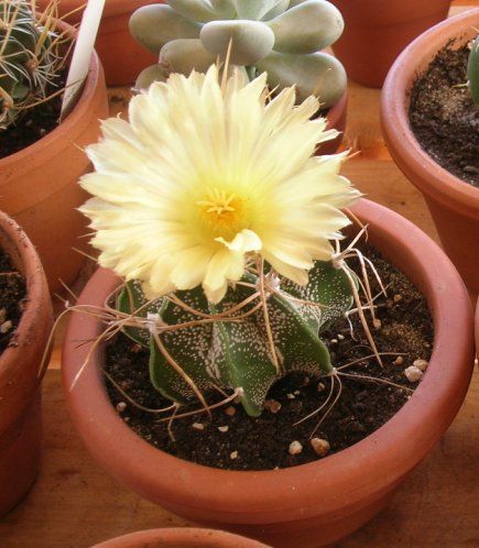 Astrophytum capricorne 