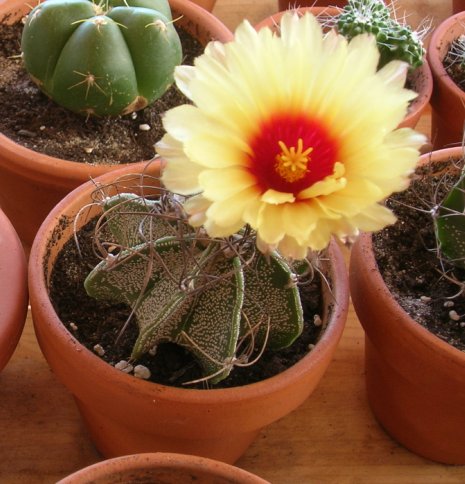 Astrophytum capricorne 