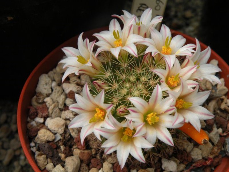 Mammillaria goodridgei 