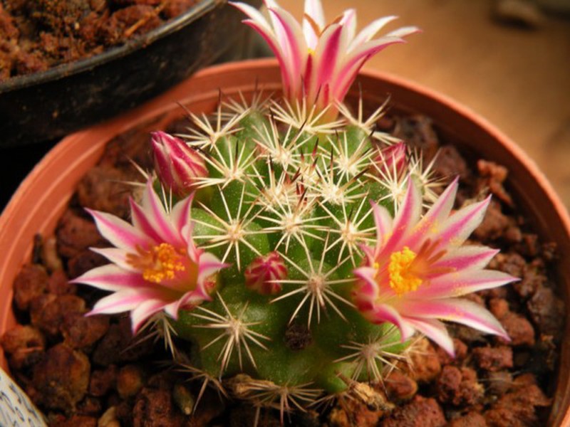 Mammillaria goodridgei 