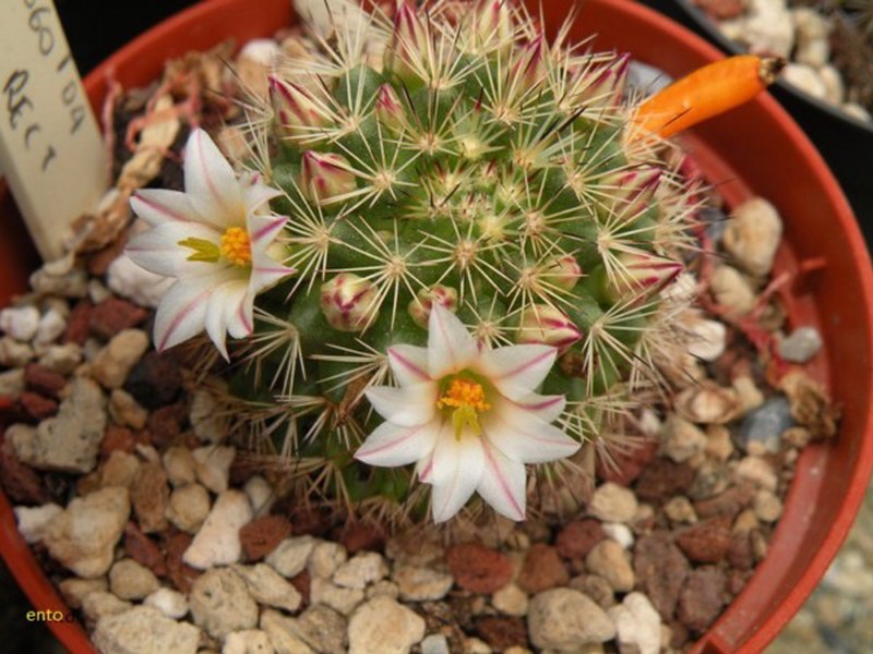 Mammillaria goodridgei 