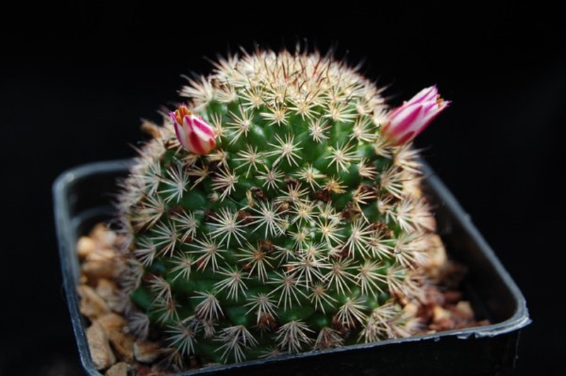 Mammillaria goodridgei 