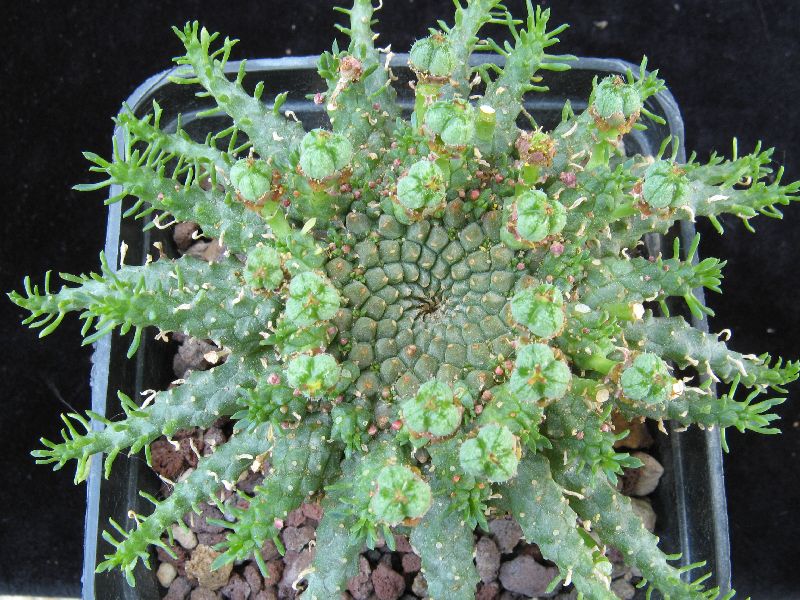 Euphorbia gorgonis 