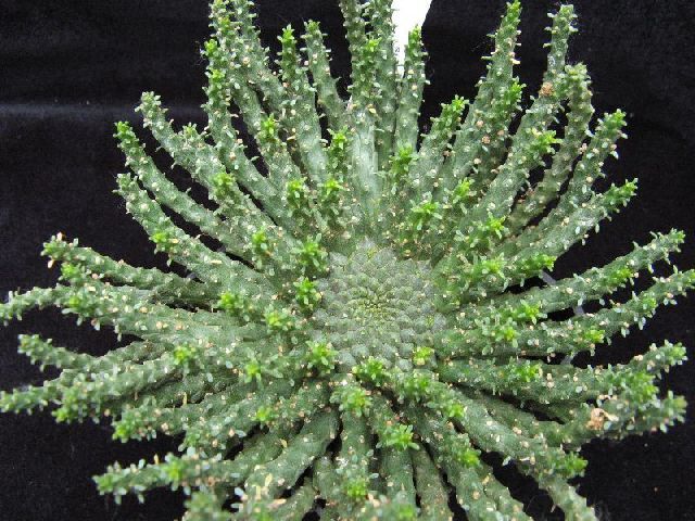Euphorbia gorgonis 