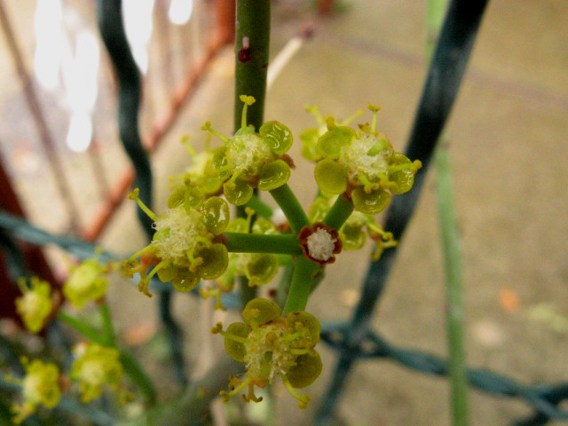 Euphorbia gossypina 