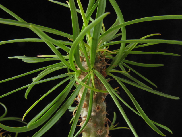 Euphorbia gottlebei 