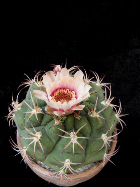 Gymnocalycium pflanzii 