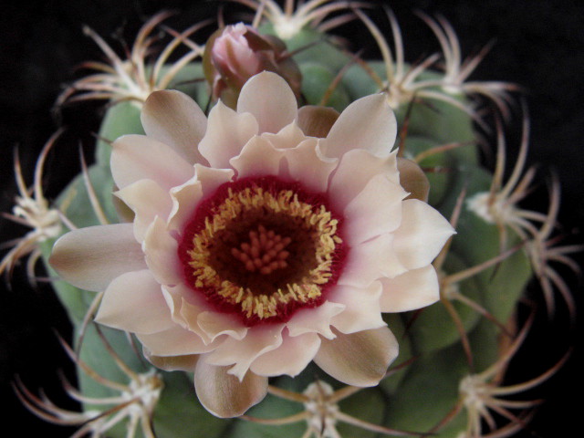 Gymnocalycium pflanzii 