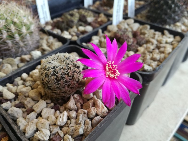 Sulcorebutia gemmae GR18