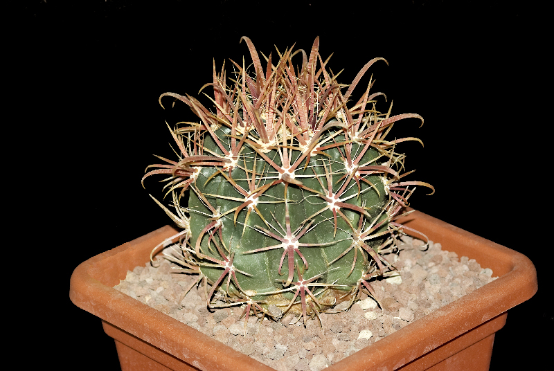 Ferocactus gracilis 