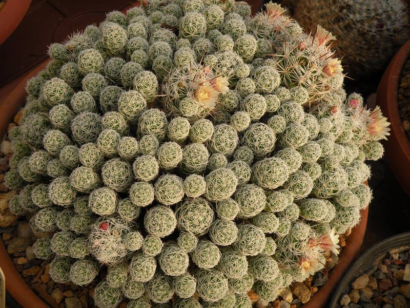 Mammillaria vetula ssp. gracilis 