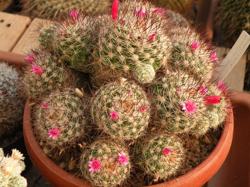 mammillaria cv. antje