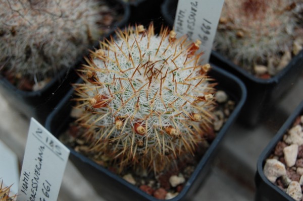 Mammillaria graessneriana 