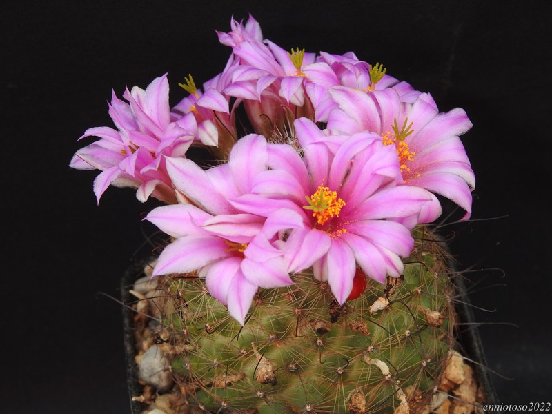 Mammillaria grahamii sb507