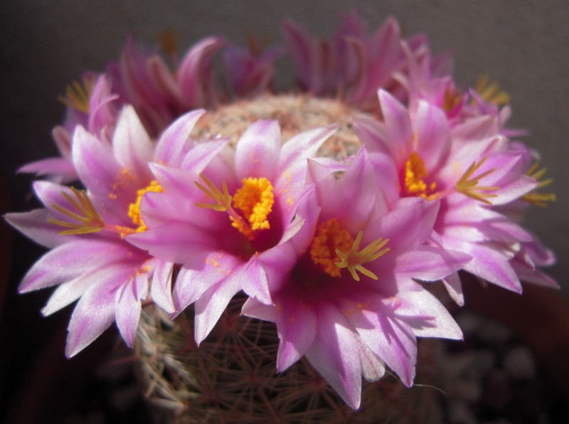 Mammillaria grahamii 