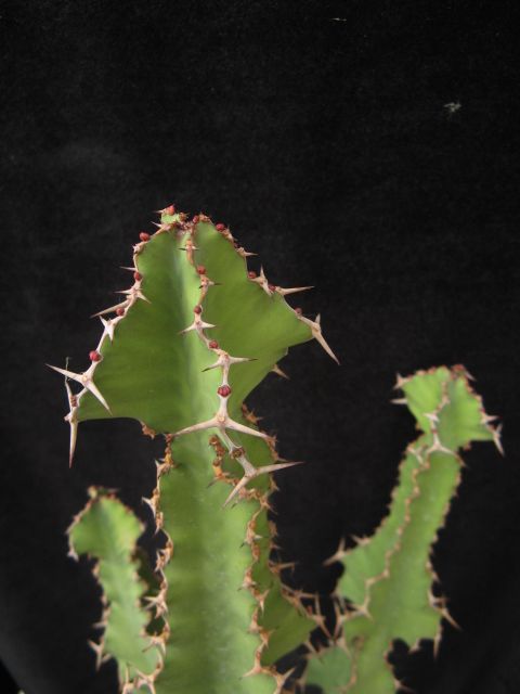 Euphorbia grandicornis 